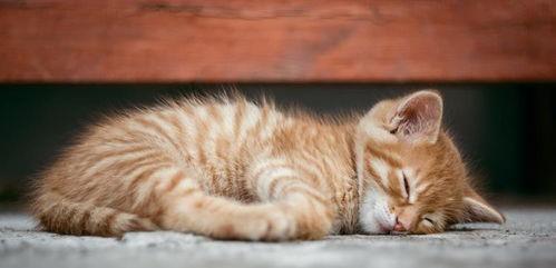 小猫吃瓜尔胶会死吗视频,揭秘其致命风险  第3张