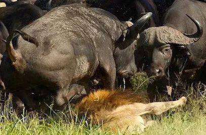 水牛吃茄瓜吗会死吗视频,水牛食用茄瓜致命真相揭秘  第3张