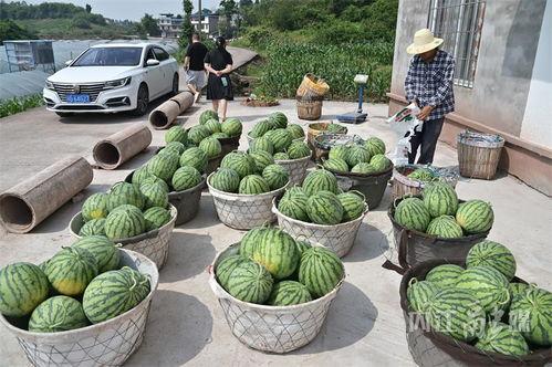 定州北吃瓜视频,揭秘当地特色美食背后的故事