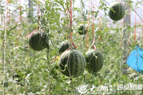 定州北吃瓜视频,揭秘当地特色美食背后的故事  第3张