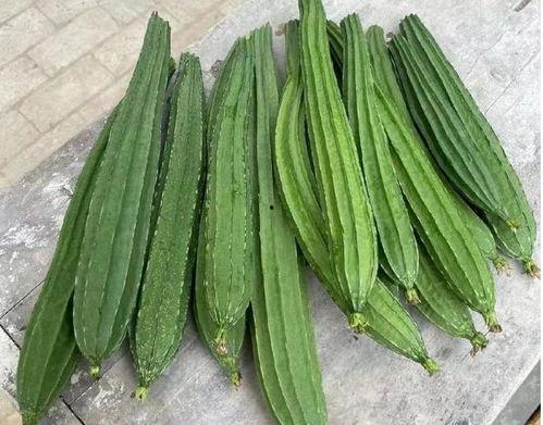 吃瓜视频丝瓜,揭秘丝瓜的神奇功效与美味烹饪技巧