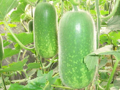 院子吃瓜视频素材高清,夏日休闲生活剪影  第2张