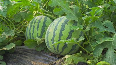 无锡南洋吃瓜事件视频,校园风波背后的真相揭晓  第3张