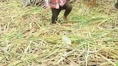 抖音吃内脏视频的瓜,吃内脏视频背后的惊人真相  第3张