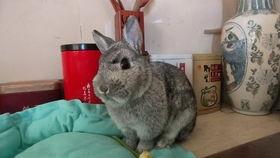 水瓜可以给兔子吃吗视频,水瓜适宜兔子的营养与食用指南  第2张