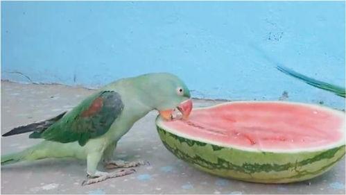 鹦鹉吃瓜视频大全集,趣味视频大全集回顾