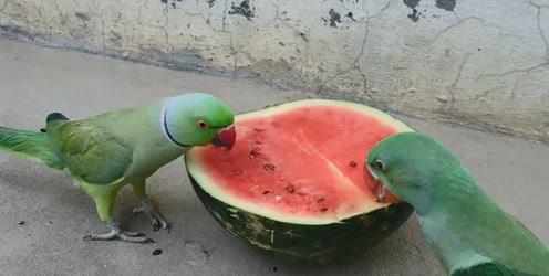 鹦鹉吃瓜视频大全集,趣味视频大全集回顾  第2张
