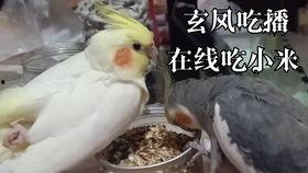 鹦鹉吃瓜视频大全集,趣味视频大全集回顾  第3张