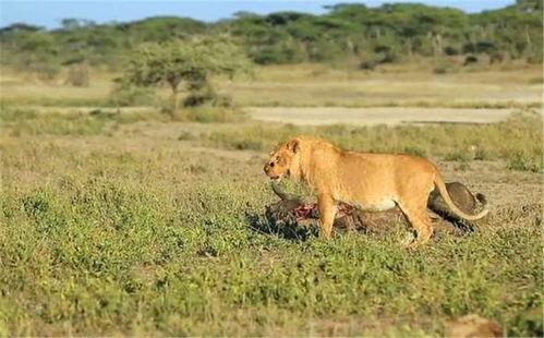 带你吃瓜狮子的叫声视频,揭秘带你吃瓜狮子的神秘叫声  第2张