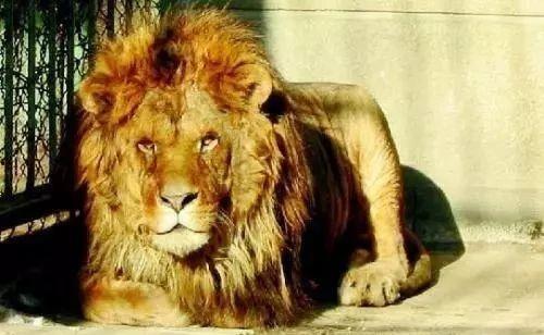 带你吃瓜狮子的叫声视频,揭秘带你吃瓜狮子的神秘叫声  第3张