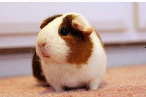 荷兰猪吃洋瓜好吗视频教程,营养美味两不误  第2张