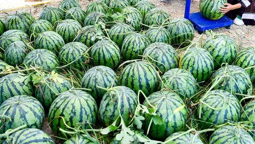 这个世界真实的吃瓜视频,一场视觉与味蕾的双重盛宴 第3张 这个世界真实的吃瓜视频,一场视觉与味蕾的双重盛宴 第3张