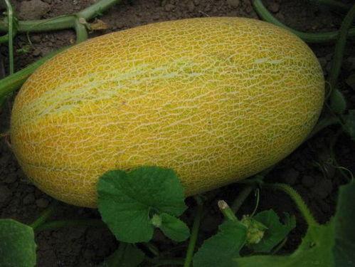 入夏吃哈密瓜好吗视频,哈密瓜的入夏美味之旅  第2张