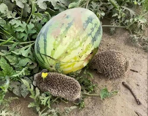 旅游云南吃瓜视频大全集,吃瓜视频大全集带你领略风味云南  第3张