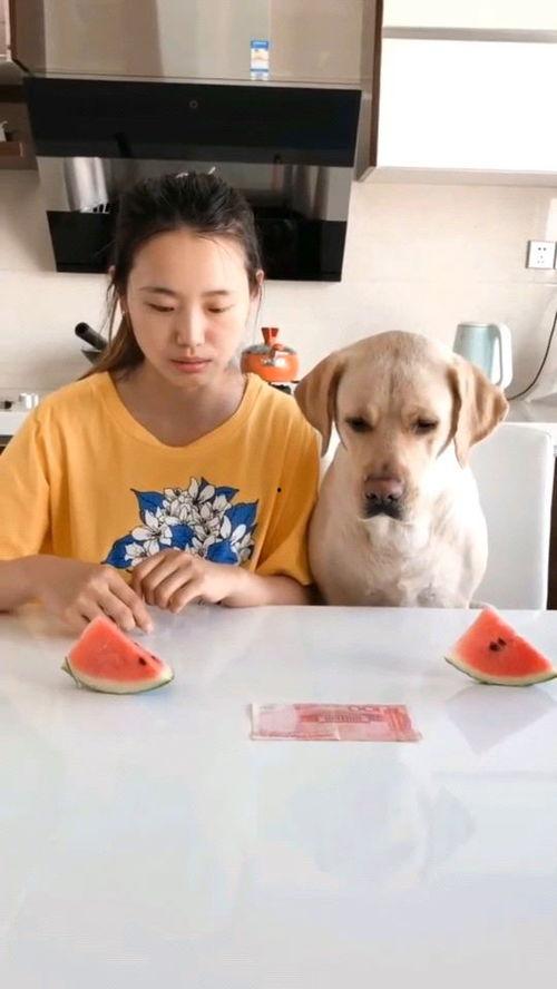 带头吃瓜西瓜视频,西瓜视频带你领略“吃瓜”新风尚  第3张