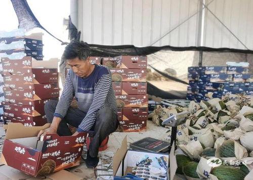 今夏第一次吃瓜的视频,甜蜜滋味尽在眼前  第2张