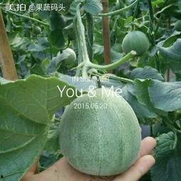 山东绿瓜怎么吃才好吃视频,山东绿瓜美味食法大揭秘