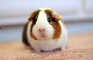 豚鼠吃瓜叶吗会死吗视频,揭秘生死之谜