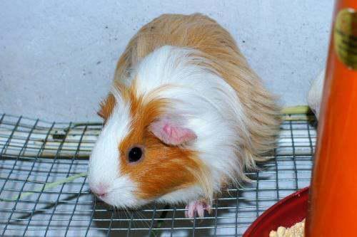 豚鼠吃瓜叶吗会死吗视频,揭秘生死之谜  第3张