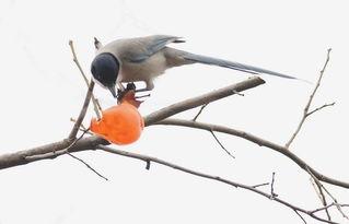 小鸟吃生瓜的视频,小鸟挑战生瓜美味瞬间  第2张