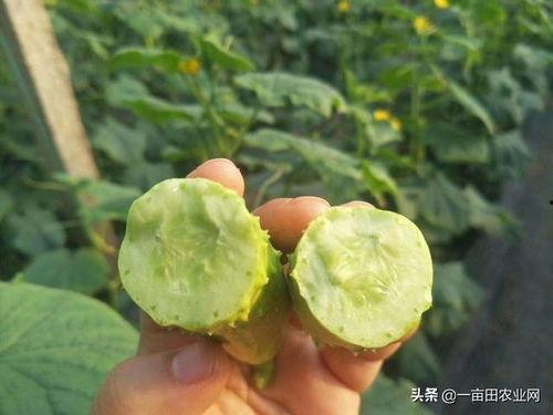 吃白玉瓜视频教程下载,轻松学会家常美味  第3张