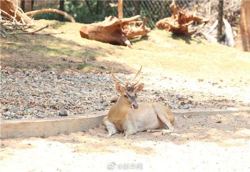 带你吃瓜奇葩动物视频,带你领略带你吃瓜视频中的奇葩生物风采  第3张