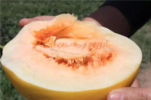 脆甜多汁蜜瓜怎么吃视频,脆甜多汁蜜瓜的多样美味吃法揭秘 第2张 脆甜多汁蜜瓜怎么吃视频,脆甜多汁蜜瓜的多样美味吃法揭秘 第2张