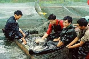 农村小孩偷瓜吃视频大全,农村小孩偷瓜吃欢乐瞬间大盘点