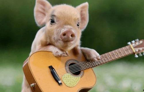 猪吃瓜的配音视频大全  第3张