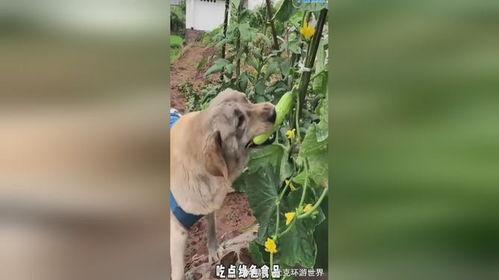 小狗吃瓜单视频,小狗的欢乐吃瓜时光  第2张