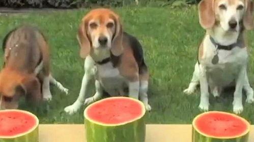 小狗吃瓜单视频,小狗的欢乐吃瓜时光  第3张